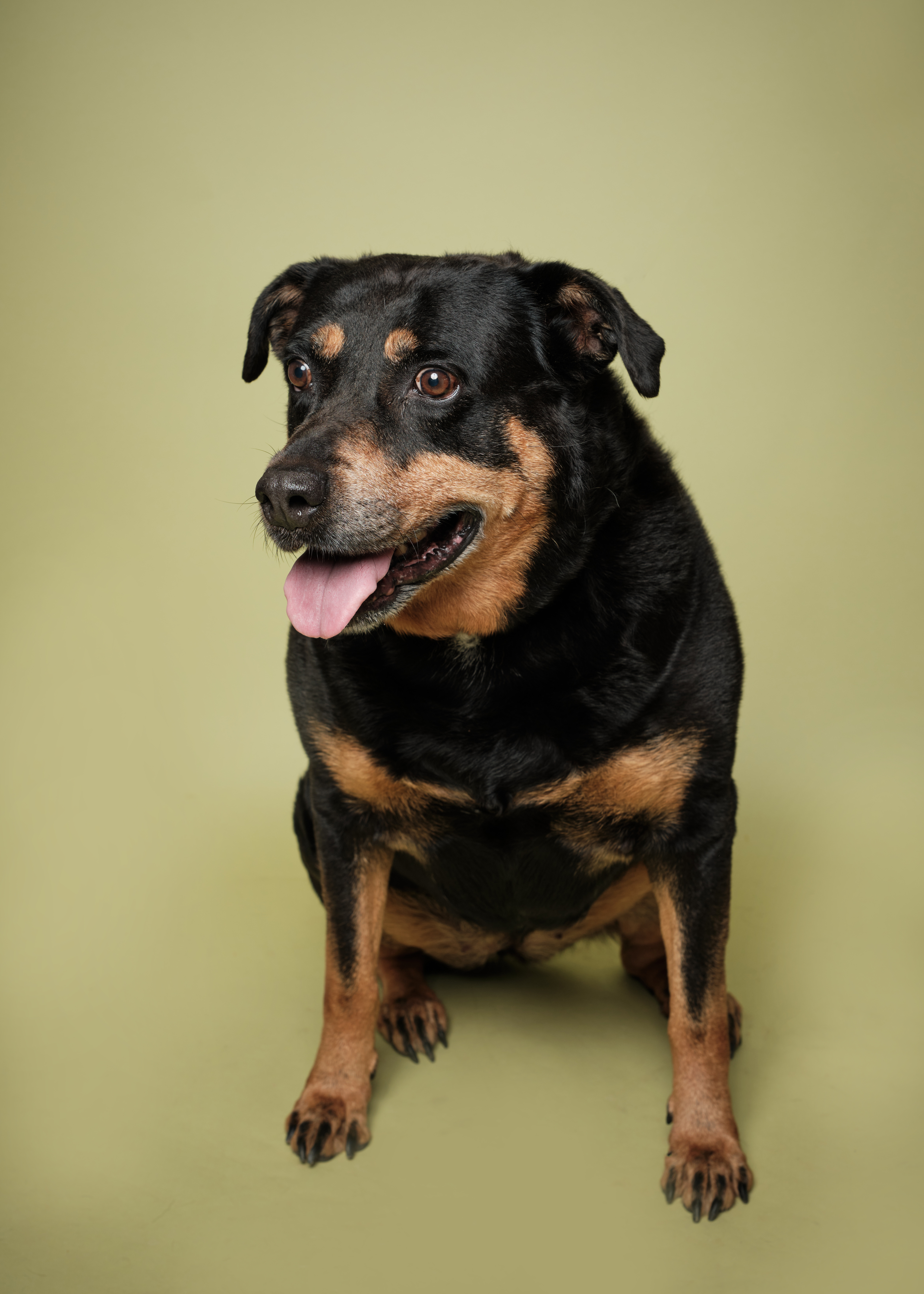 Xena* A146419, an adoptable Rottweiler in Plano, TX, 75093 | Photo Image 5