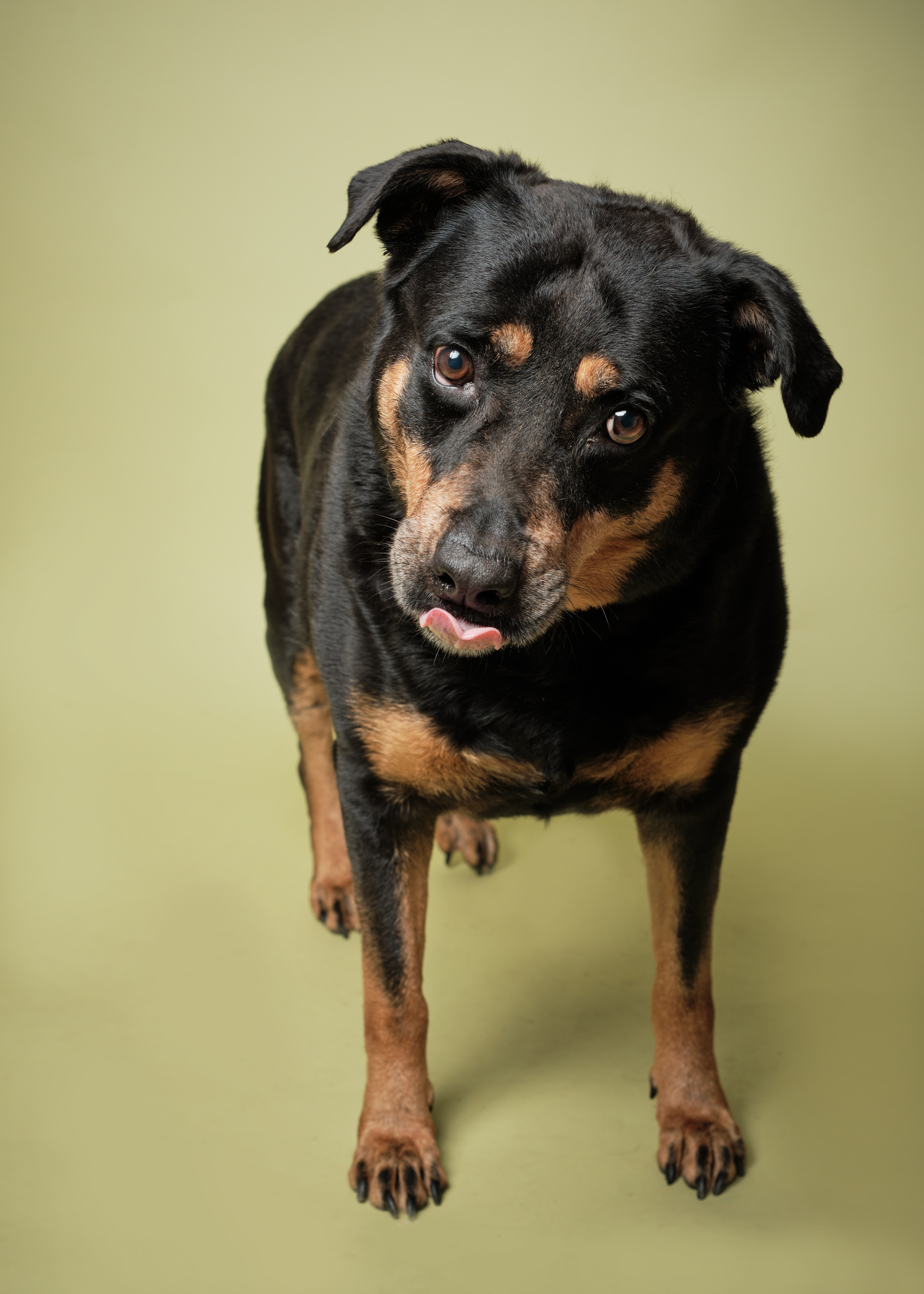 Xena* A146419, an adoptable Rottweiler in Plano, TX, 75093 | Photo Image 6