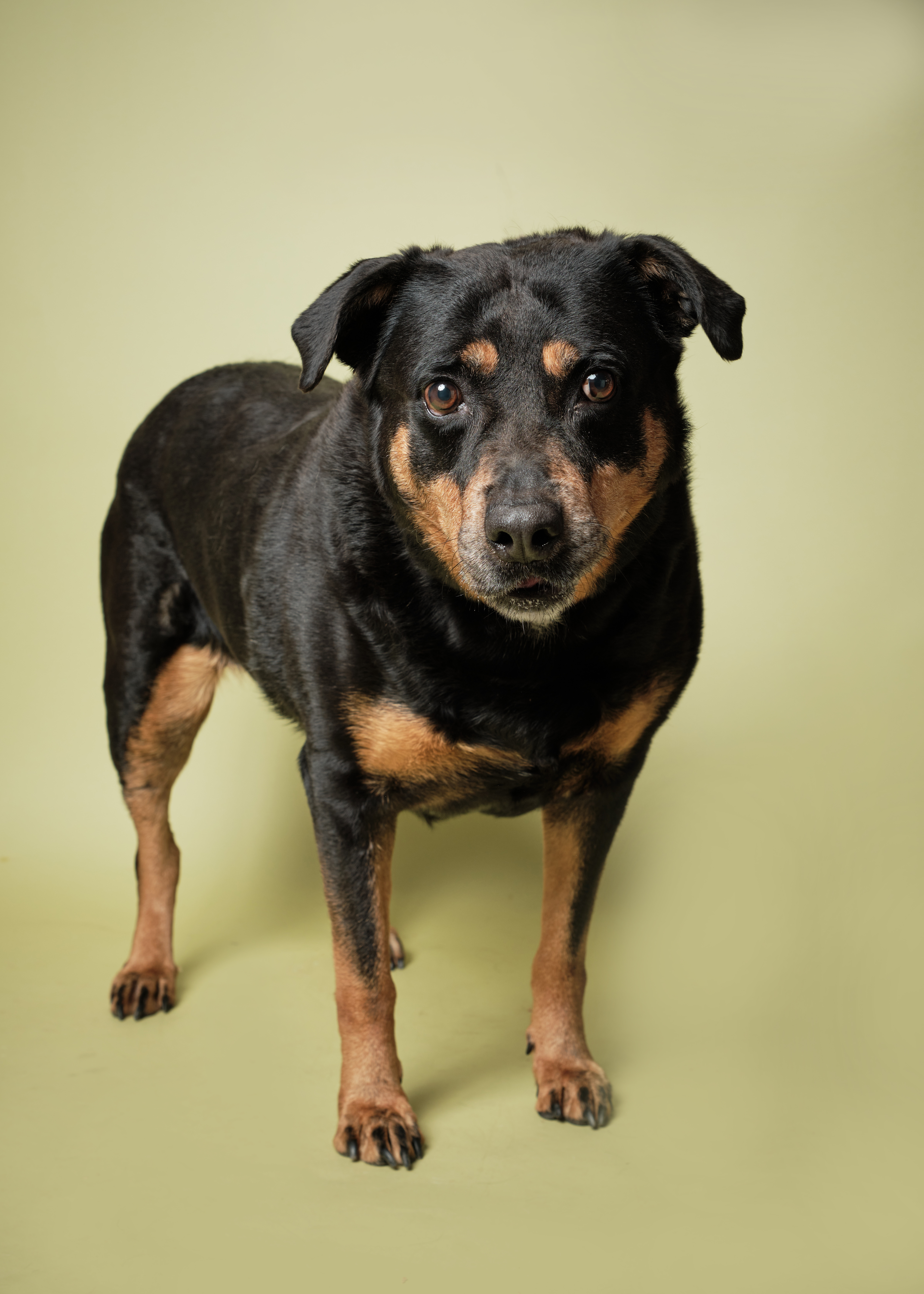 Xena* A146419, an adoptable Rottweiler in Plano, TX, 75093 | Photo Image 1