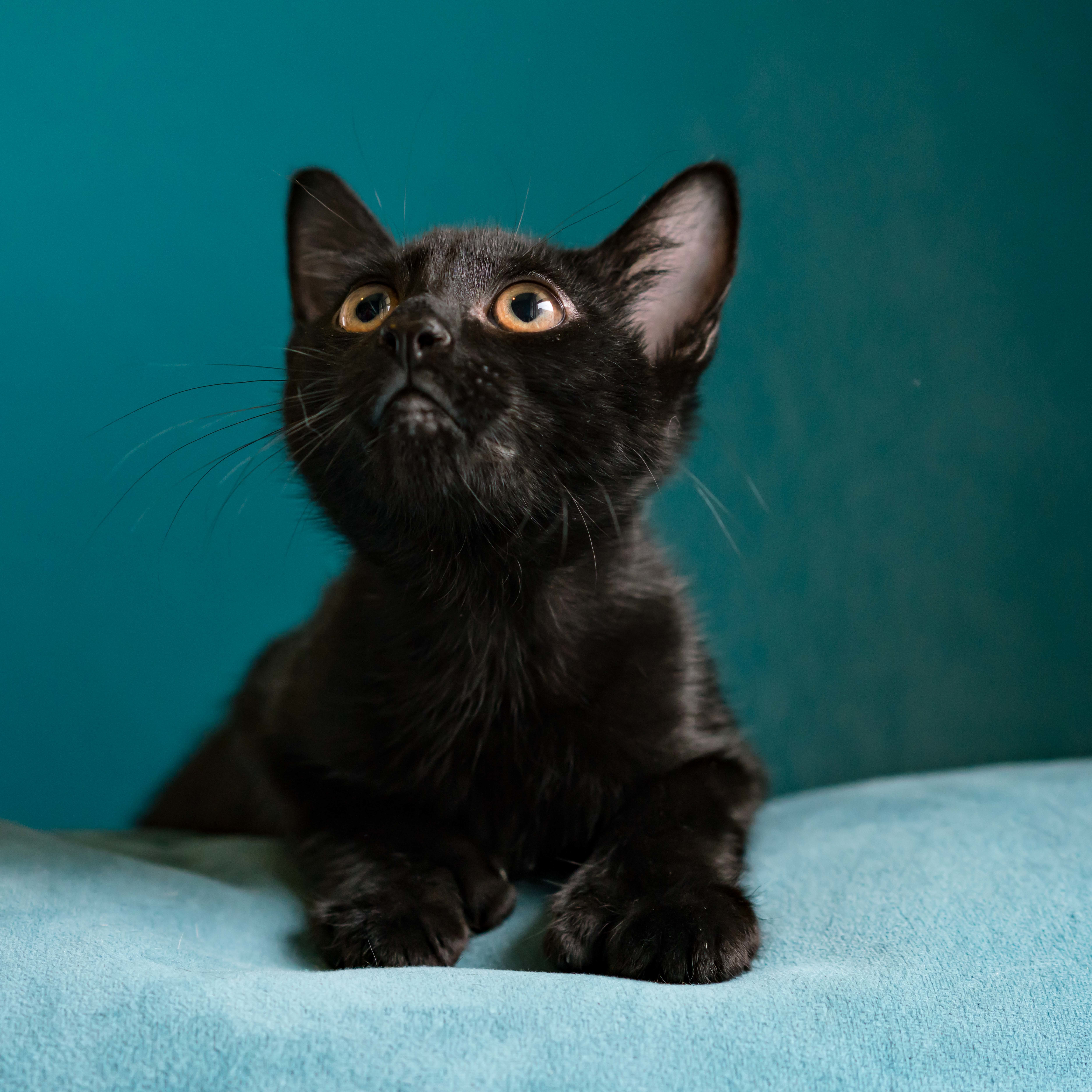 Mac – Polydactyl, an adoptable Extra-Toes Cat / Hemingway Polydactyl, Domestic Short Hair in Houston, TX, 77098 | Photo Image 5