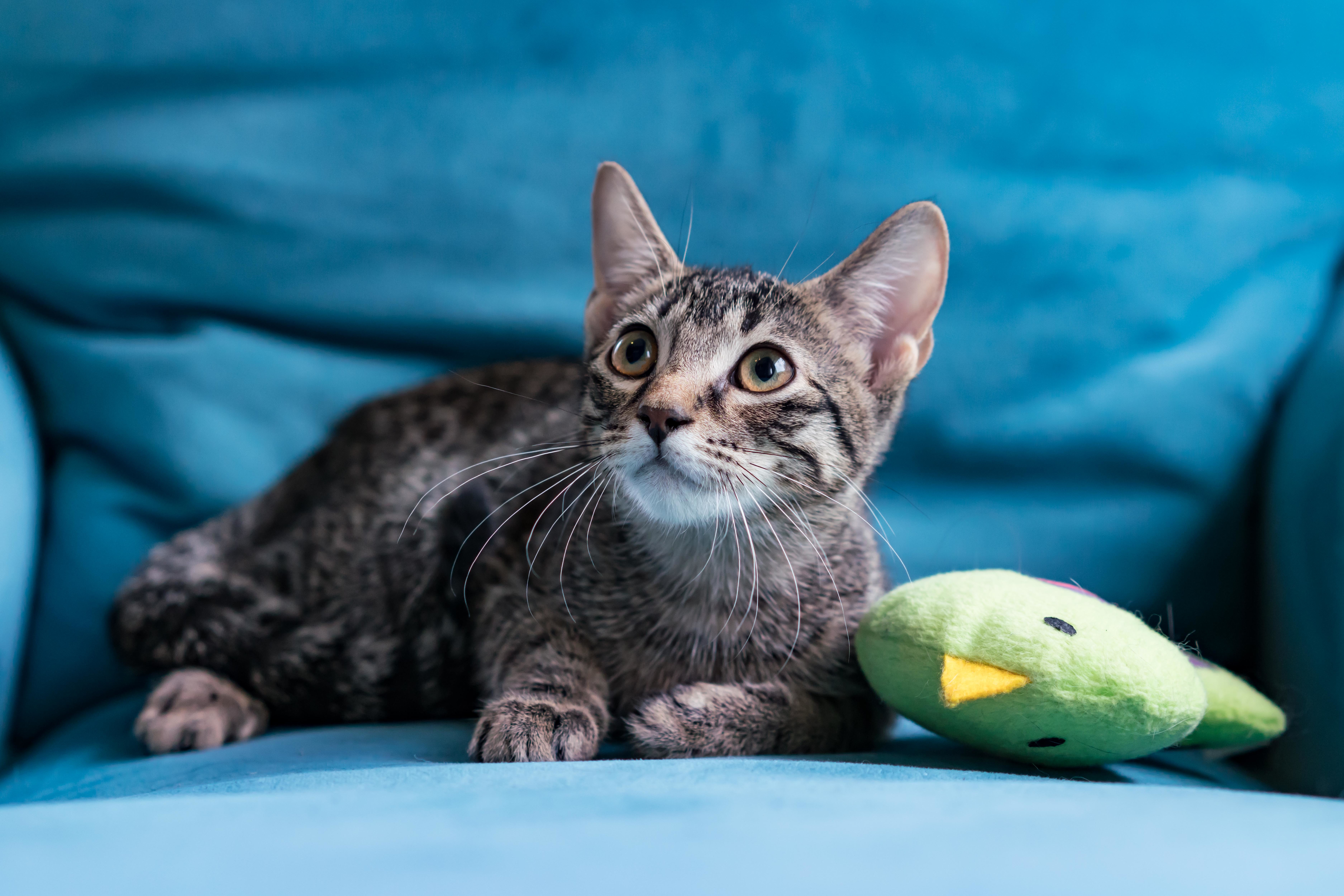 Marvin, an adoptable Tabby, Domestic Short Hair in Houston, TX, 77098 | Photo Image 4