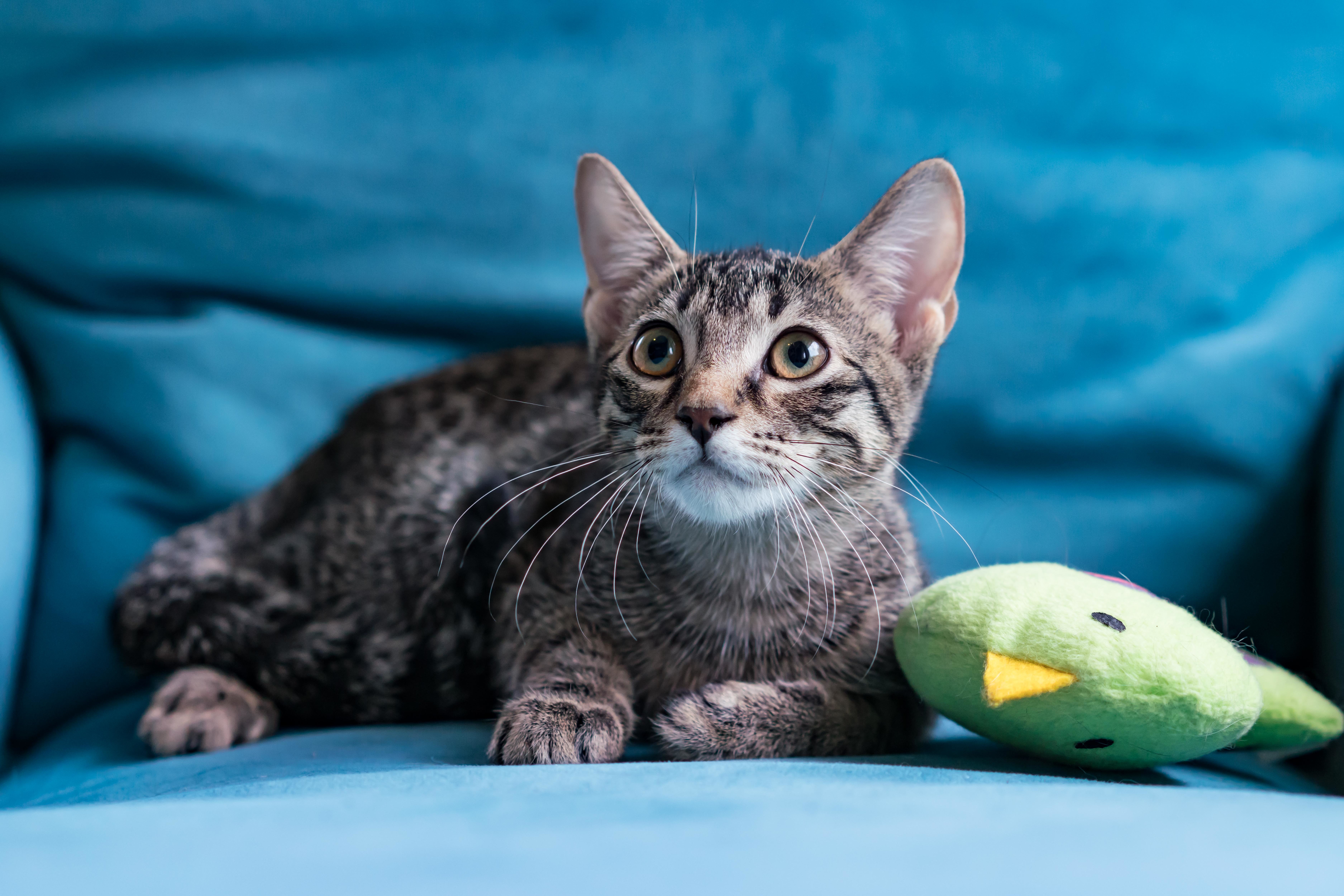 Marvin, an adoptable Tabby, Domestic Short Hair in Houston, TX, 77098 | Photo Image 5