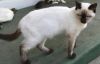 petfinder ragdoll