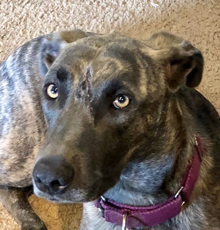 Brindle Catahoula German Shepherd Mix