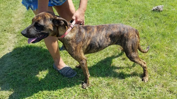 Mountain Cur Dog Brindle