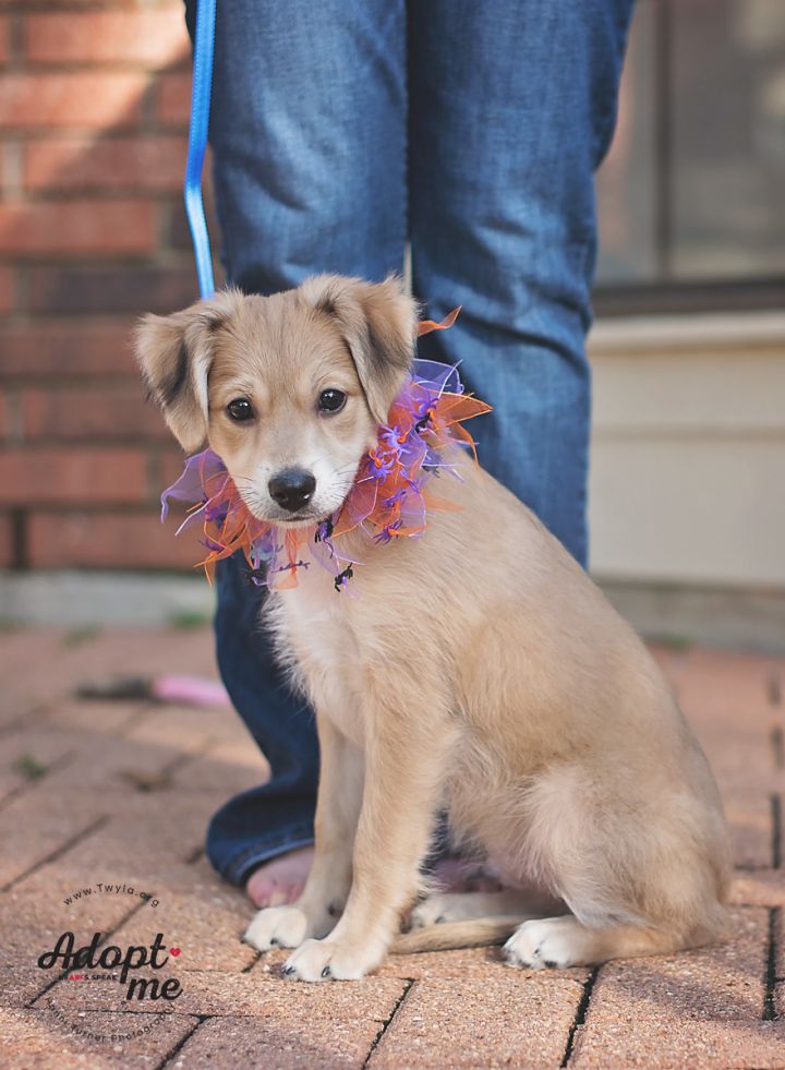 Little Man, an adopted Chihuahua & Nova Scotia Duck Tolling Retriever Mix in Kingwood, TX_image-1