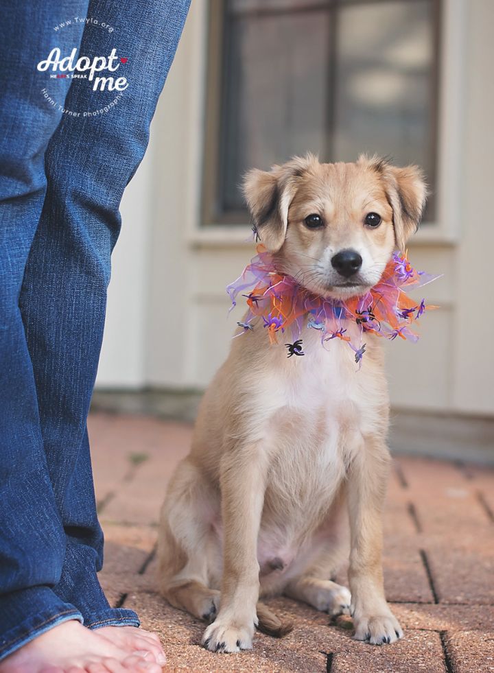 Little Man, an adopted Chihuahua & Nova Scotia Duck Tolling Retriever Mix in Kingwood, TX_image-3
