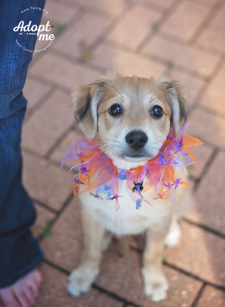 Little Man, an adopted Chihuahua & Nova Scotia Duck Tolling Retriever Mix in Kingwood, TX_image-5