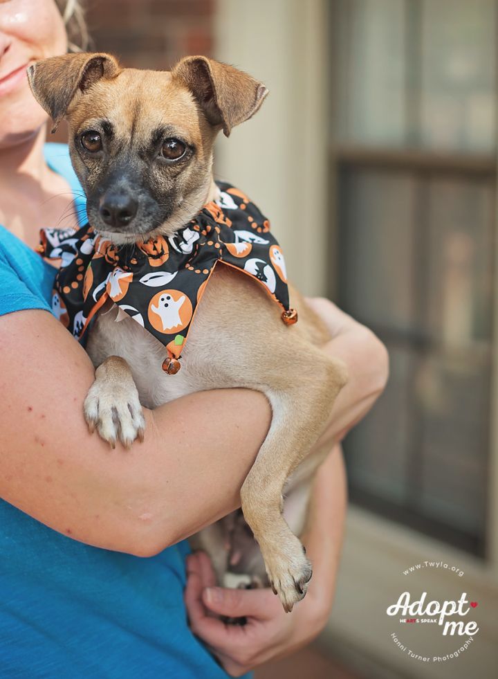 Annie, an adopted Chihuahua Mix in Kingwood, TX_image-1