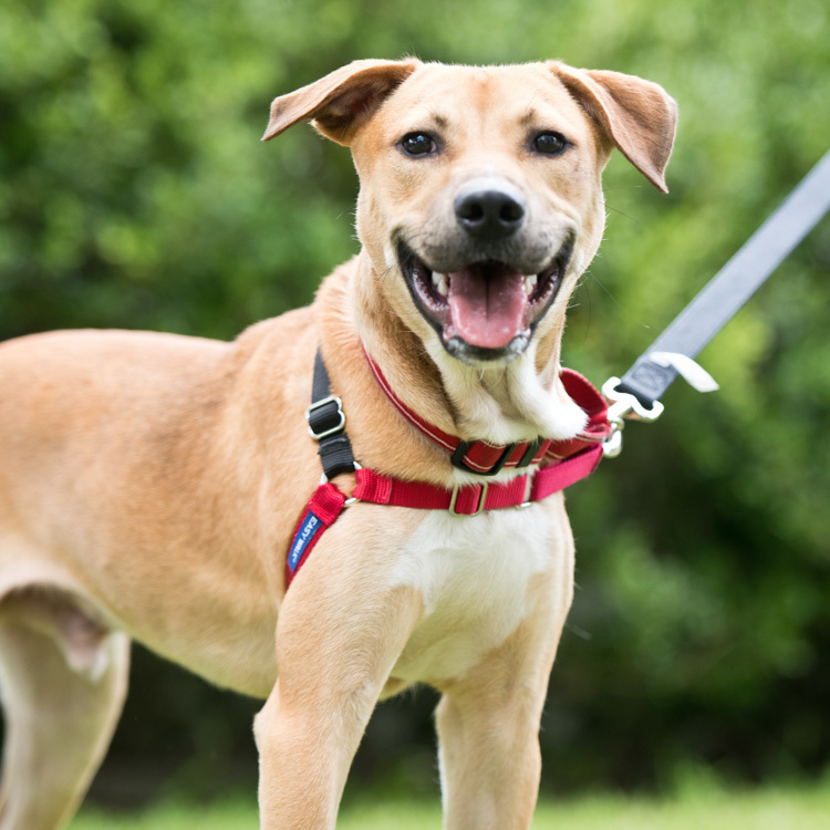 Julio, an adoptable Mixed Breed in Houston, TX, 77008 | Photo Image 1