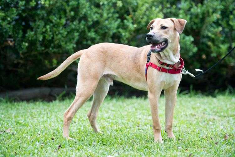 Julio, an adoptable Mixed Breed in Houston, TX, 77008 | Photo Image 2