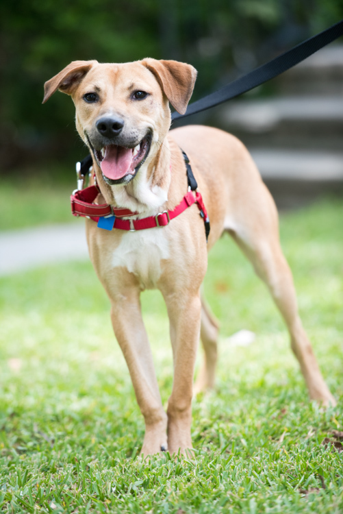 Julio, an adoptable Mixed Breed in Houston, TX, 77008 | Photo Image 3
