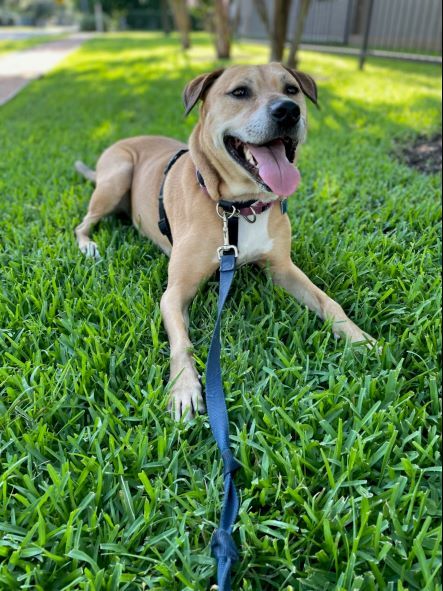 Julio, an adoptable Mixed Breed in Houston, TX, 77008 | Photo Image 5