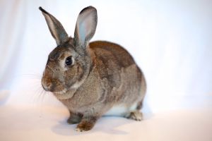 Garbo is a stunning medium-sized agouti female True to her name this bun is a classic beauty with a