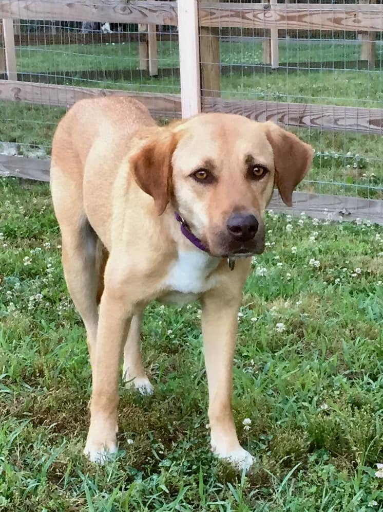 Lila, an adoptable Labrador Retriever, Vizsla in New York, NY, 10075 | Photo Image 1