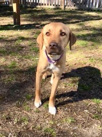 Lila, an adoptable Labrador Retriever, Vizsla in New York, NY, 10075 | Photo Image 2