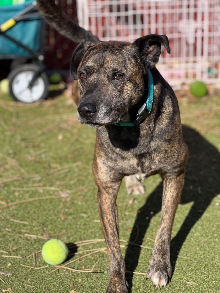 Feist mix dog sales breed