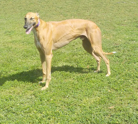 SAM, an adoptable Greyhound in Tampa, FL, 33607 | Photo Image 1