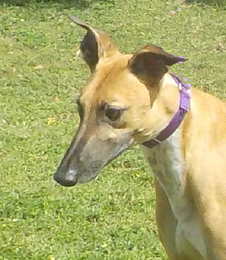 SAM, an adoptable Greyhound in Tampa, FL, 33607 | Photo Image 3