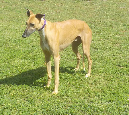 SAM, an adoptable Greyhound in Tampa, FL, 33607 | Photo Image 4