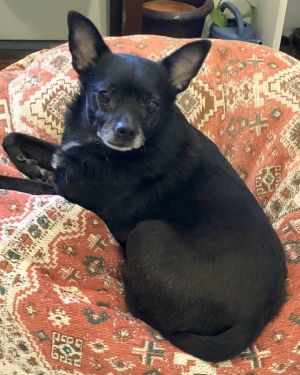 Dog For Adoption Effie A Chihuahua Terrier Mix In Staten Island Ny Petfinder