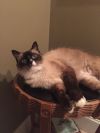 petfinder ragdoll