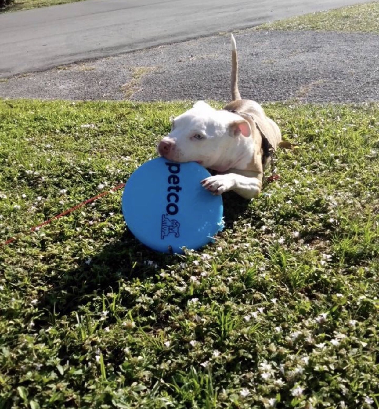 Zora, an adoptable Terrier, Bull Terrier in Palm City, FL, 34990 | Photo Image 2