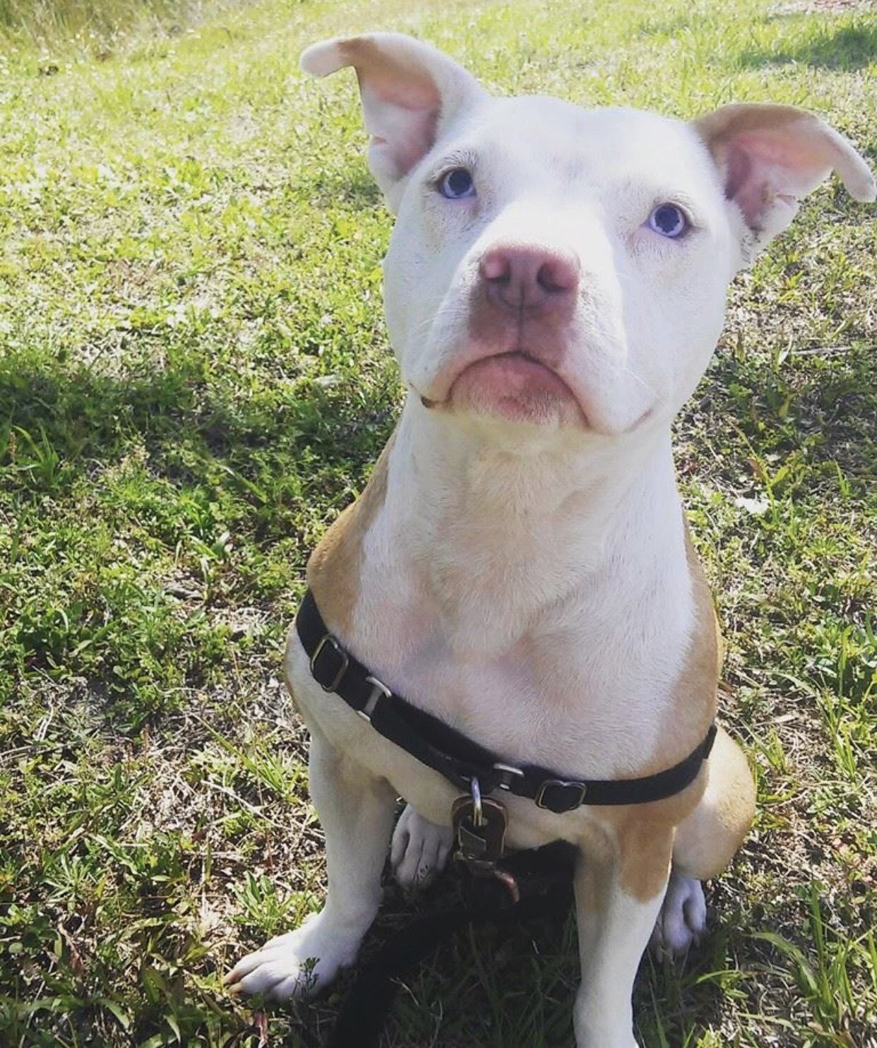 Zora, an adoptable Terrier, Bull Terrier in Palm City, FL, 34990 | Photo Image 3