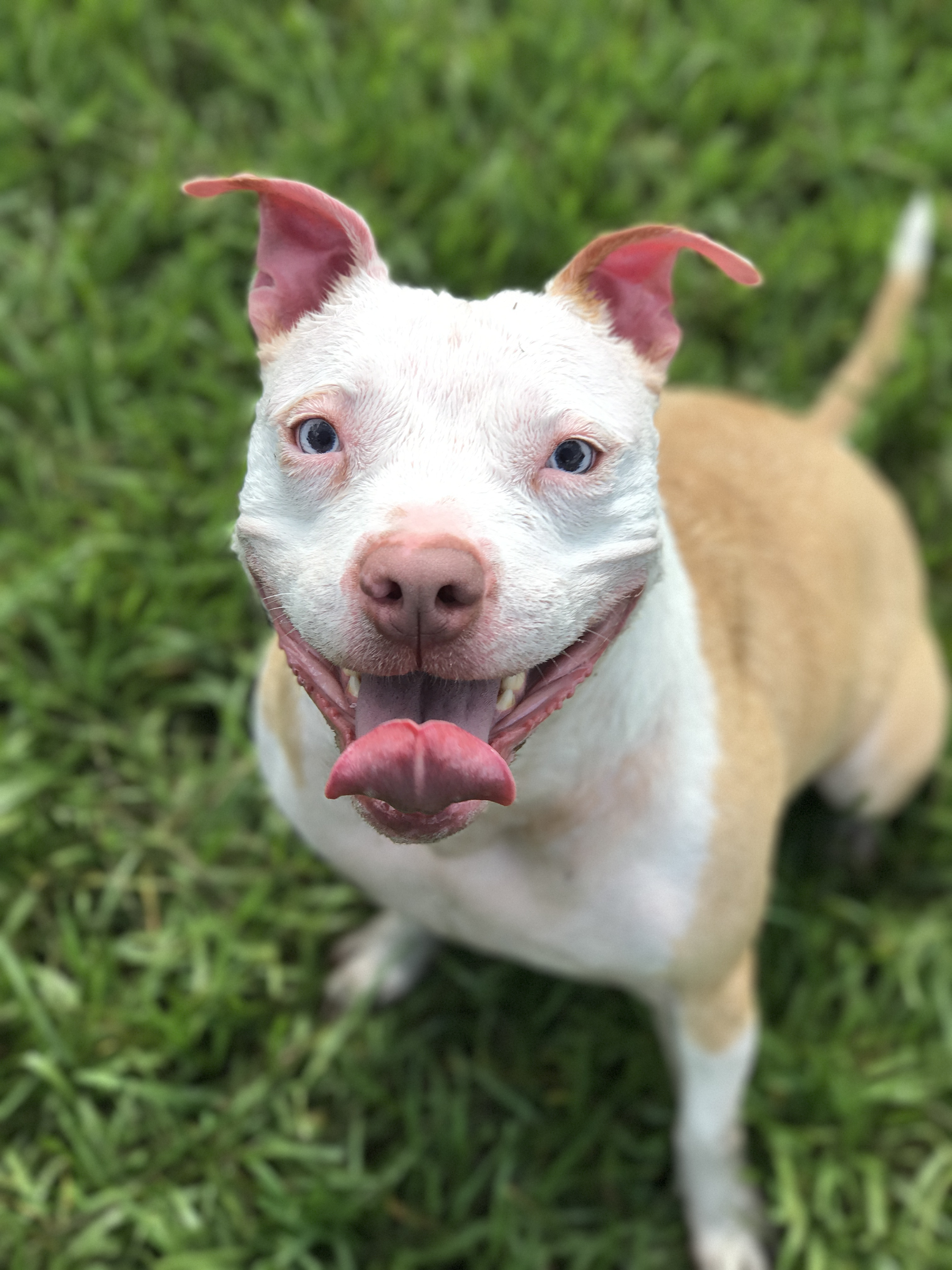 Zora, an adoptable Terrier, Bull Terrier in Palm City, FL, 34990 | Photo Image 4