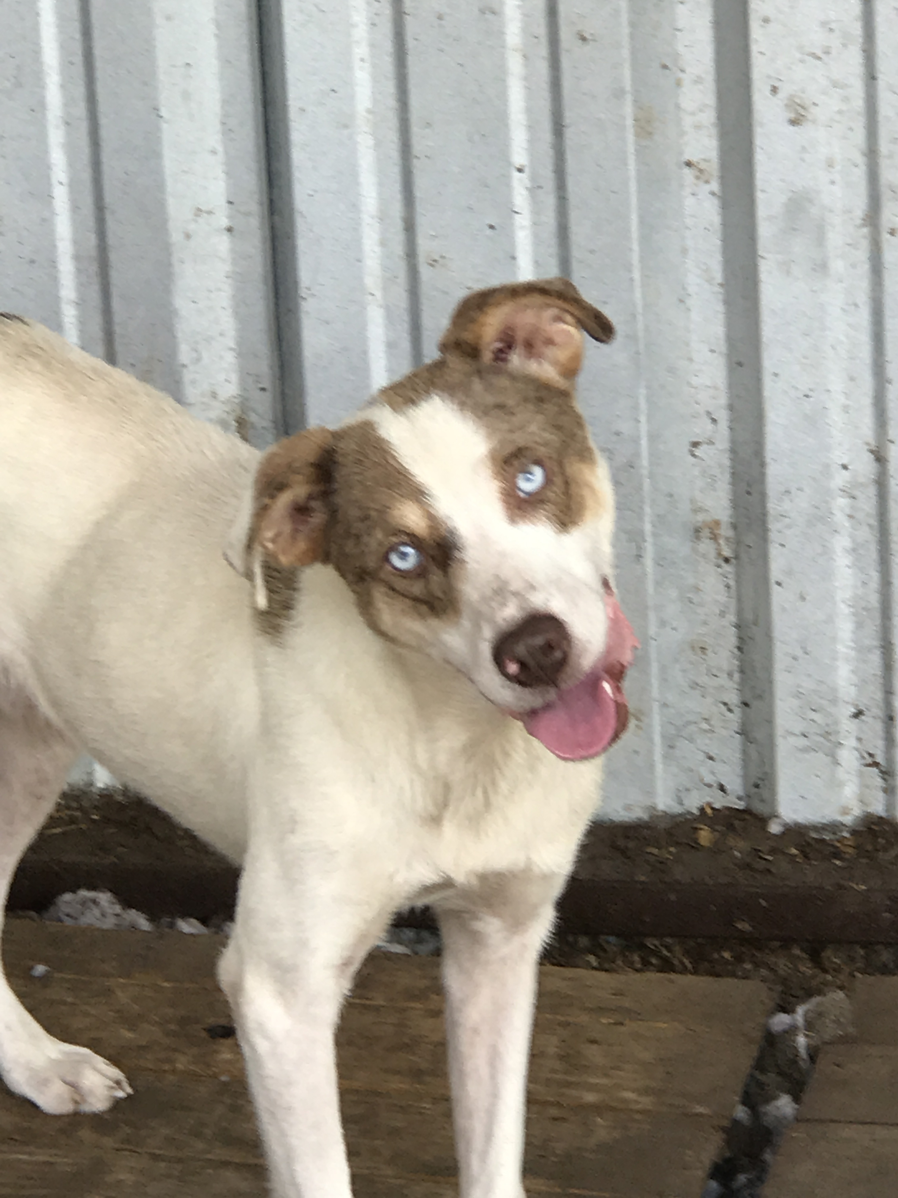 artois hound puppy was born with blue eyes