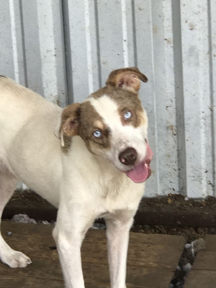 what kind of dog has blue eyes