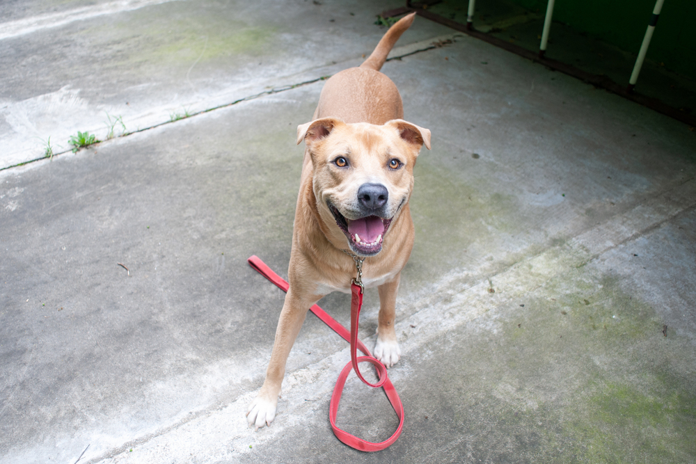 Peanut, an adoptable Labrador Retriever in Elmsford, NY, 10523 | Photo Image 2