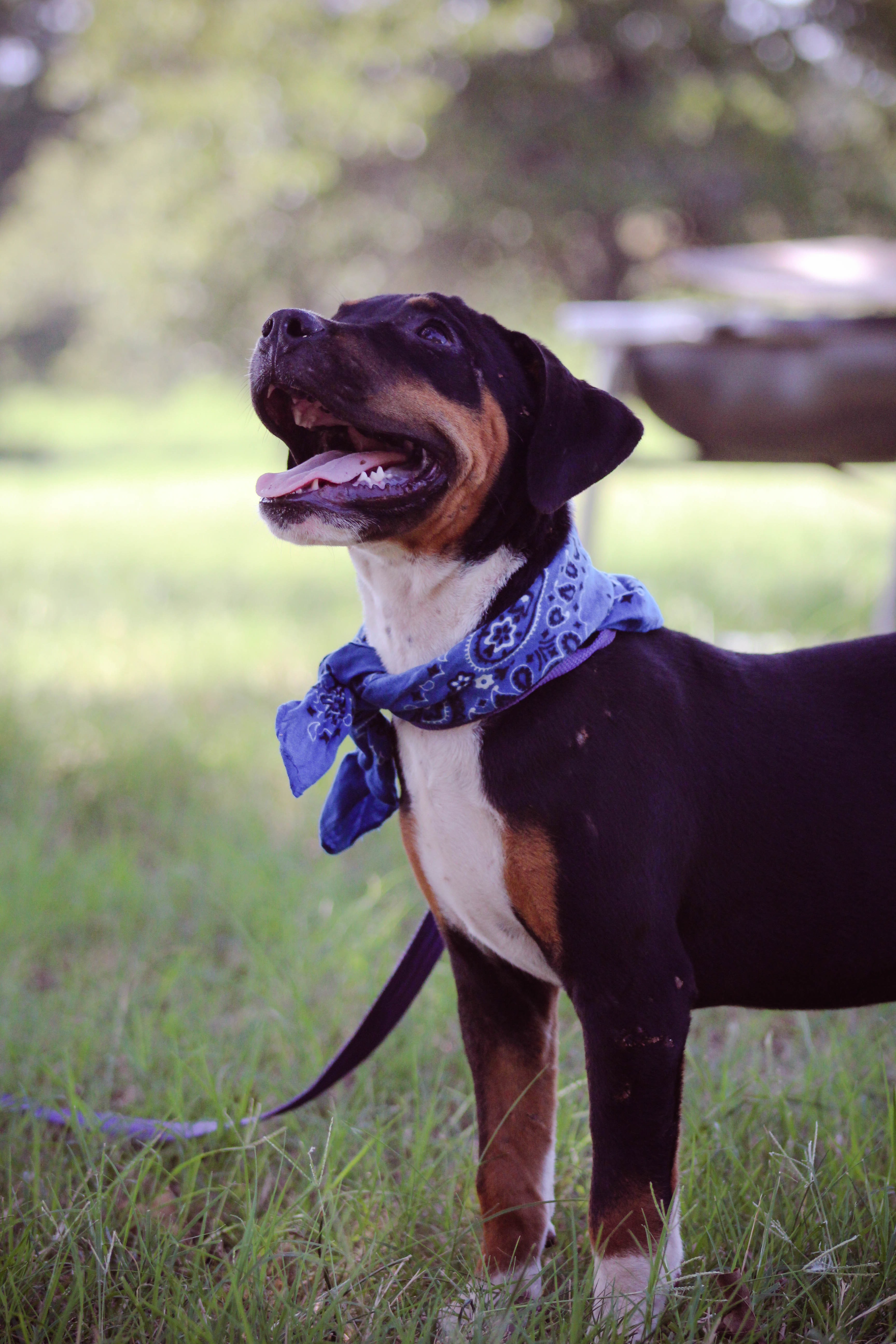 Spruce, an adoptable Mixed Breed in Blanchard, OK, 73010 | Photo Image 2