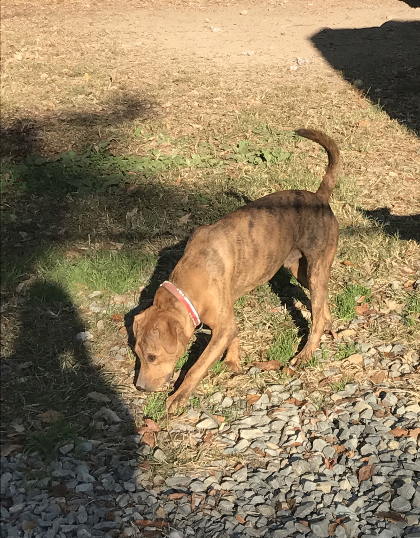 Hugh, an adoptable Plott Hound in Albemarle, NC, 28001 | Photo Image 2