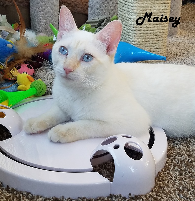 Maisey, an adoptable Siamese in Redwood City, CA, 94062 | Photo Image 2