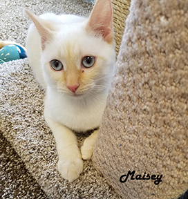 Maisey, an adoptable Siamese in Redwood City, CA, 94062 | Photo Image 3