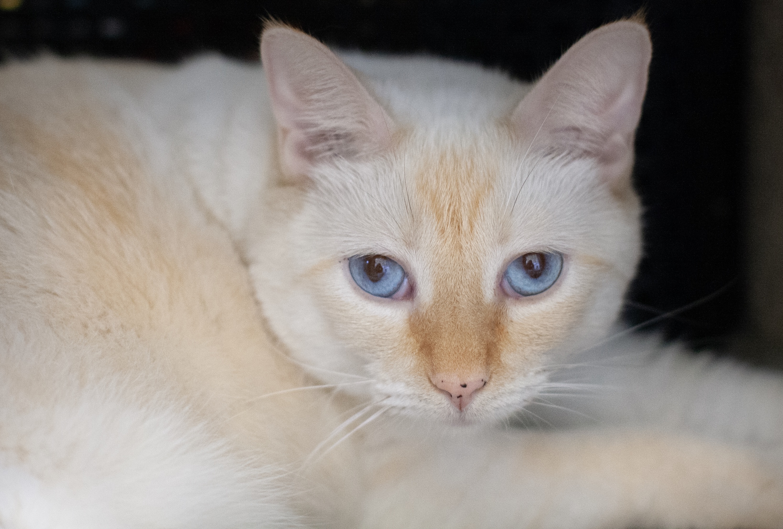 Maisey, an adoptable Siamese in Redwood City, CA, 94062 | Photo Image 5