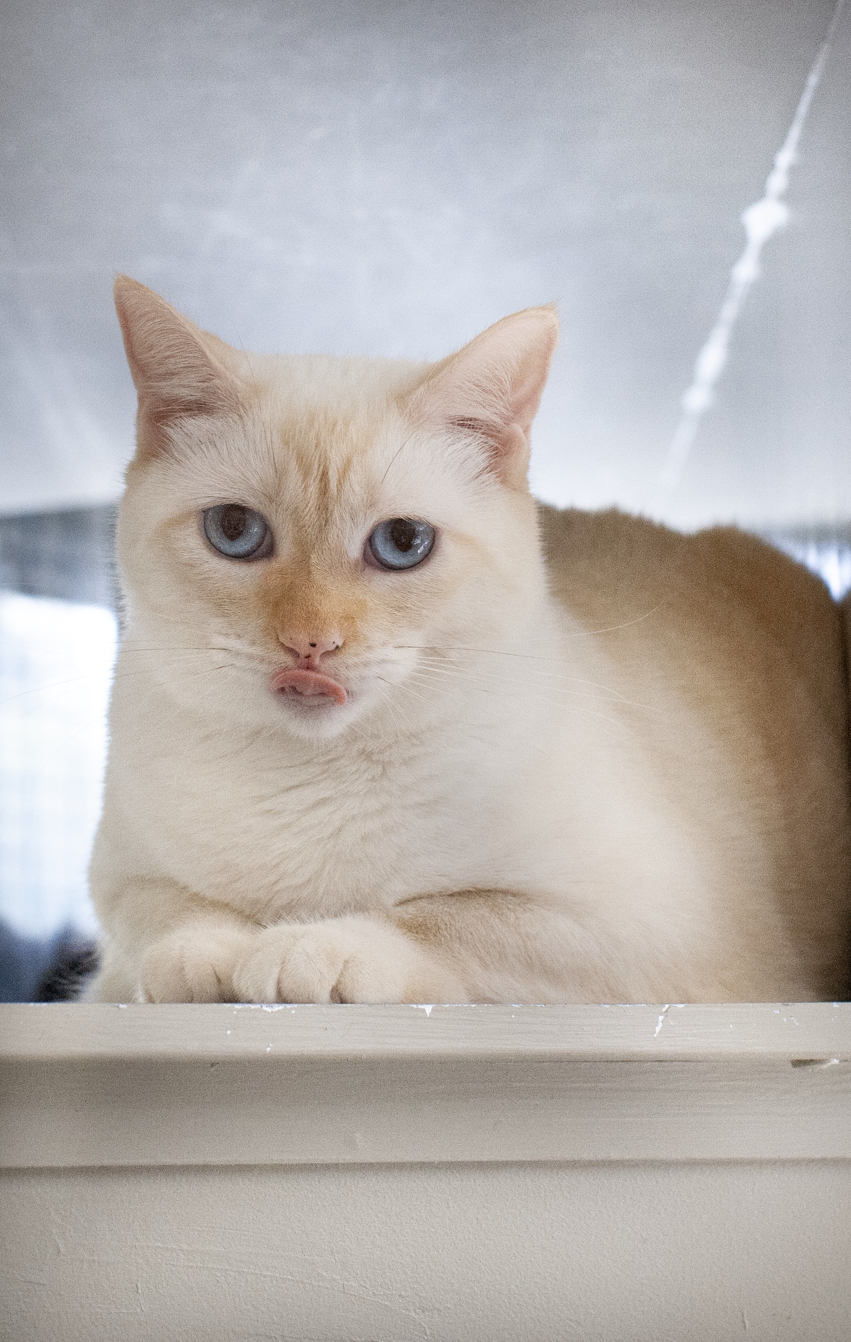 Maisey, an adoptable Siamese in Redwood City, CA, 94062 | Photo Image 6