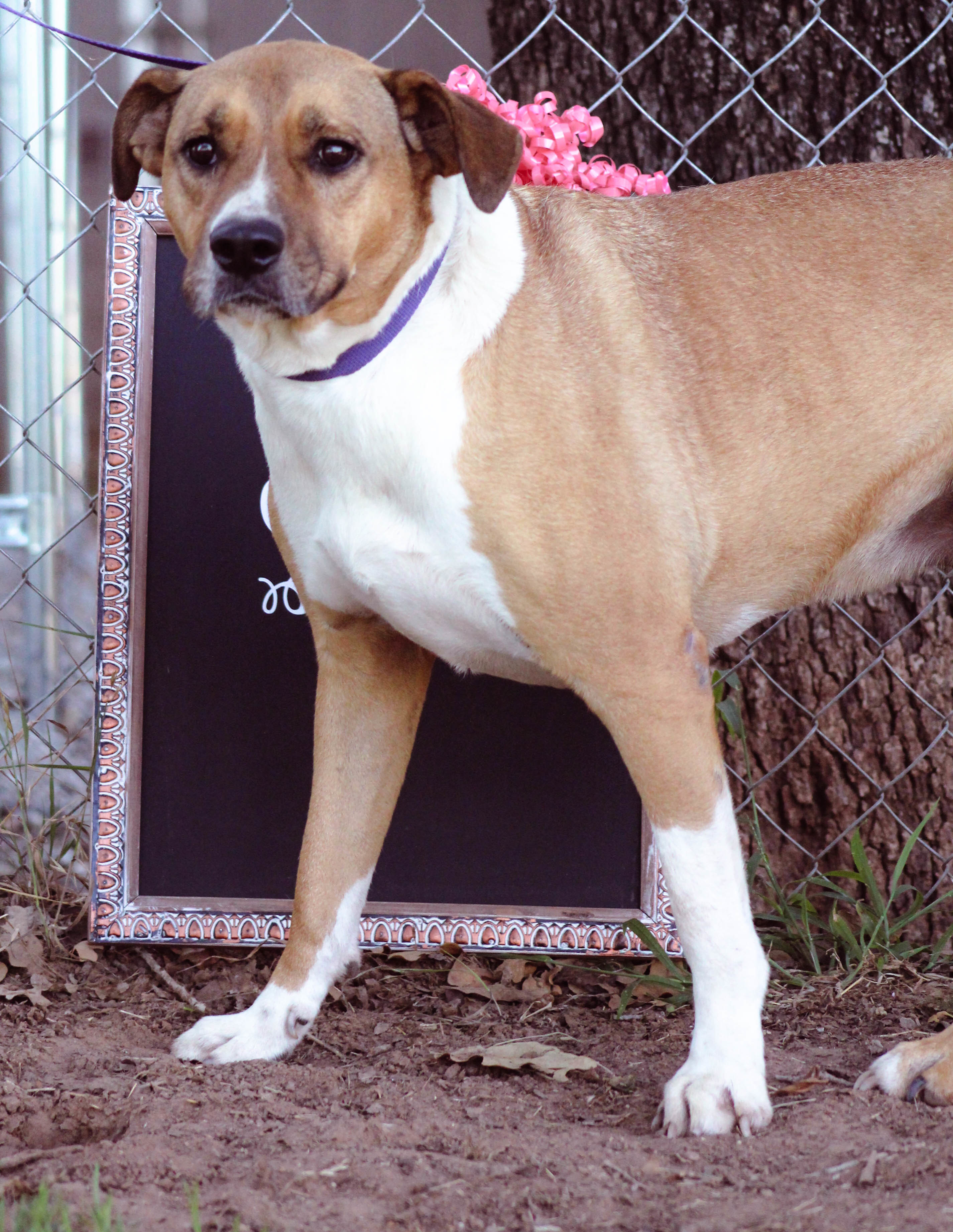 Sasha, an adoptable Pit Bull Terrier in Blanchard, OK, 73010 | Photo Image 1