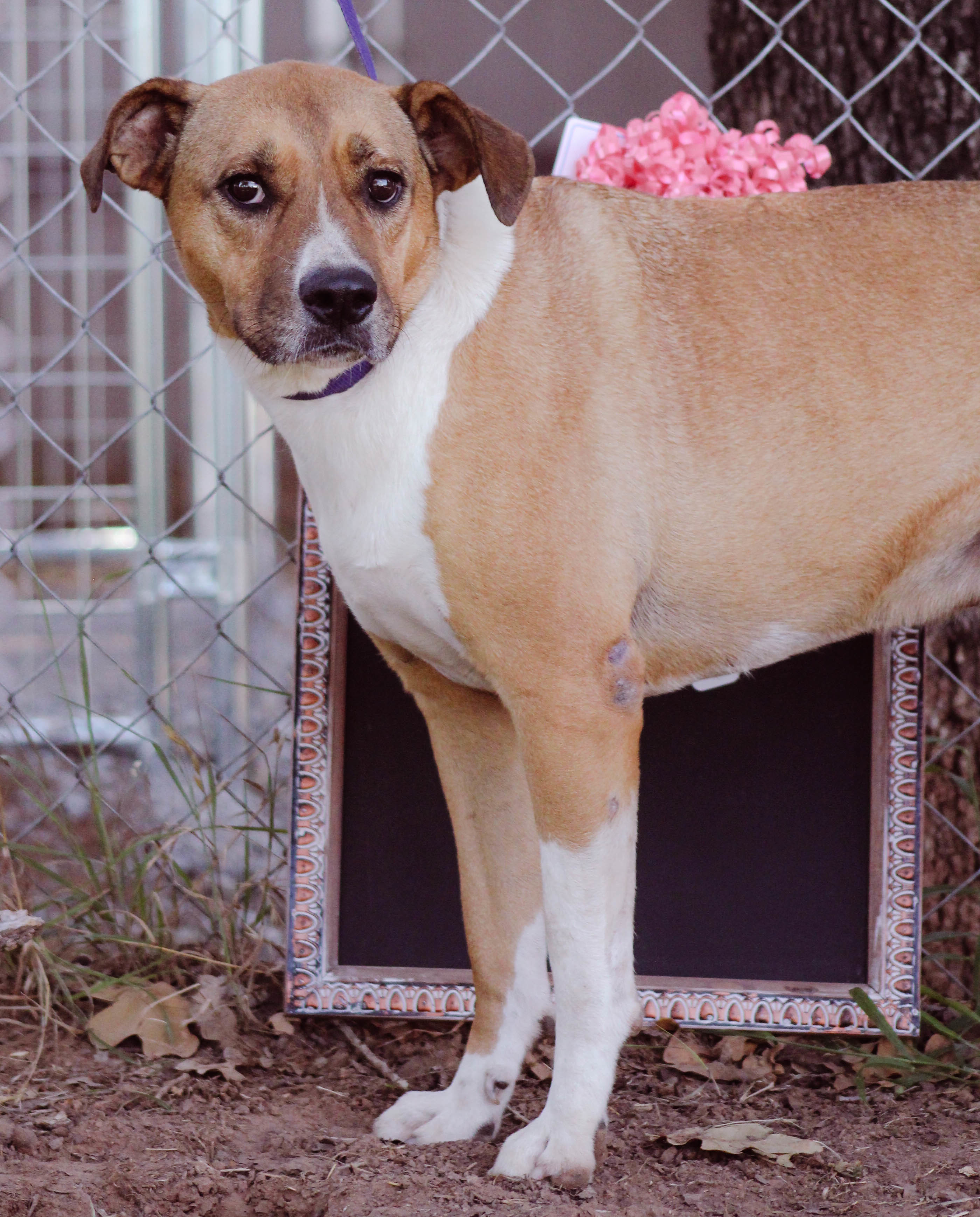 Sasha, an adoptable Pit Bull Terrier in Blanchard, OK, 73010 | Photo Image 2