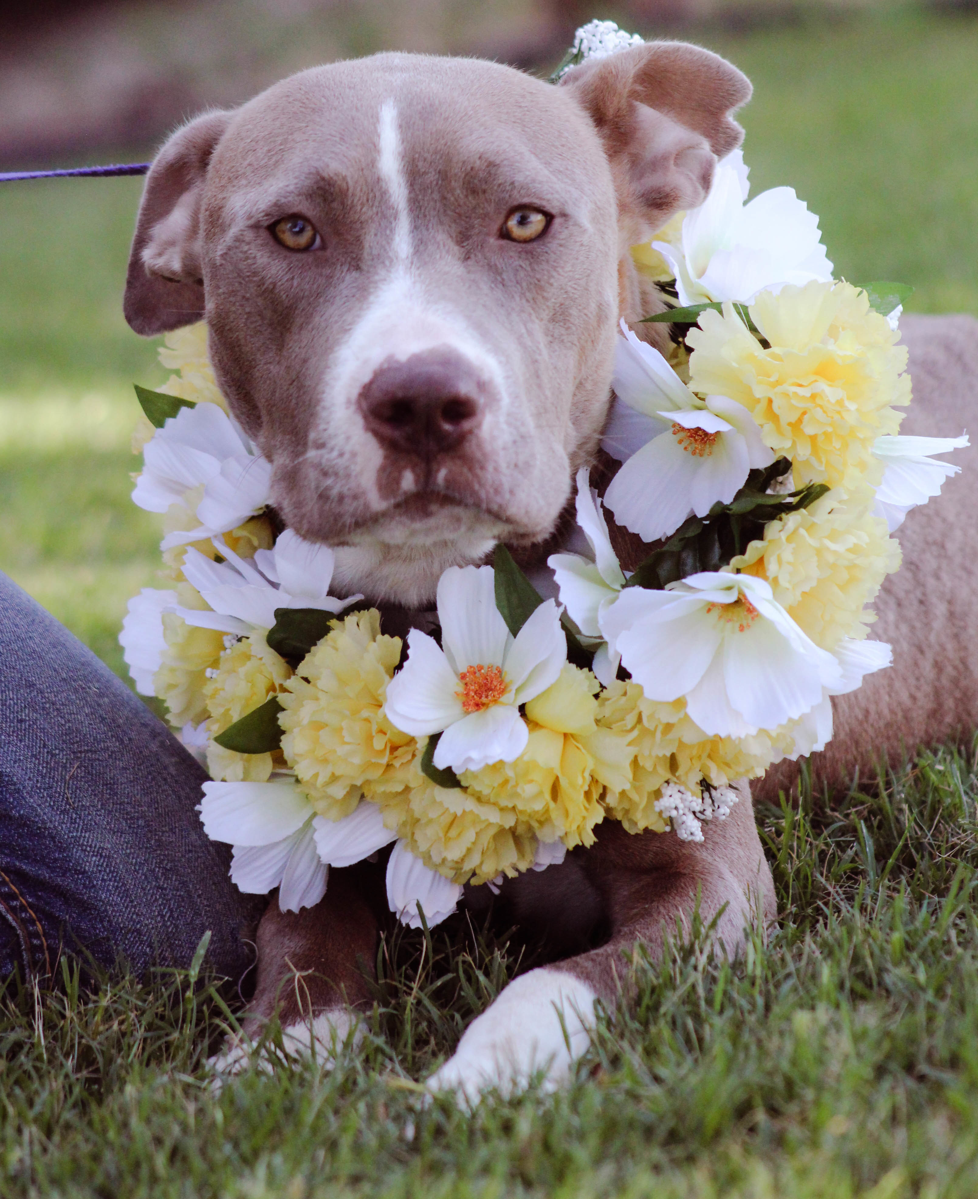 Mollie, an adoptable Pit Bull Terrier in Blanchard, OK, 73010 | Photo Image 2