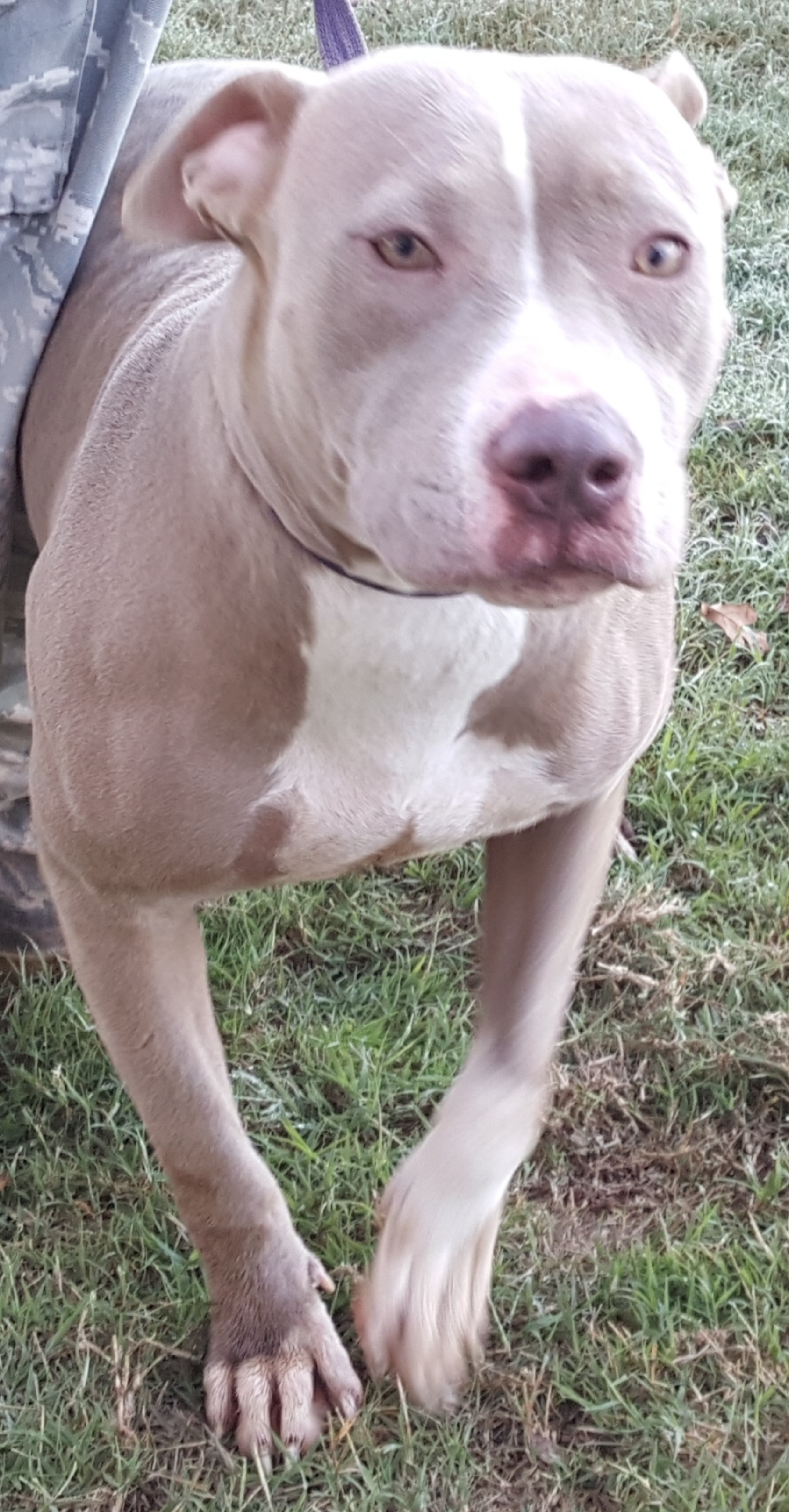 Mollie, an adoptable Pit Bull Terrier in Blanchard, OK, 73010 | Photo Image 1