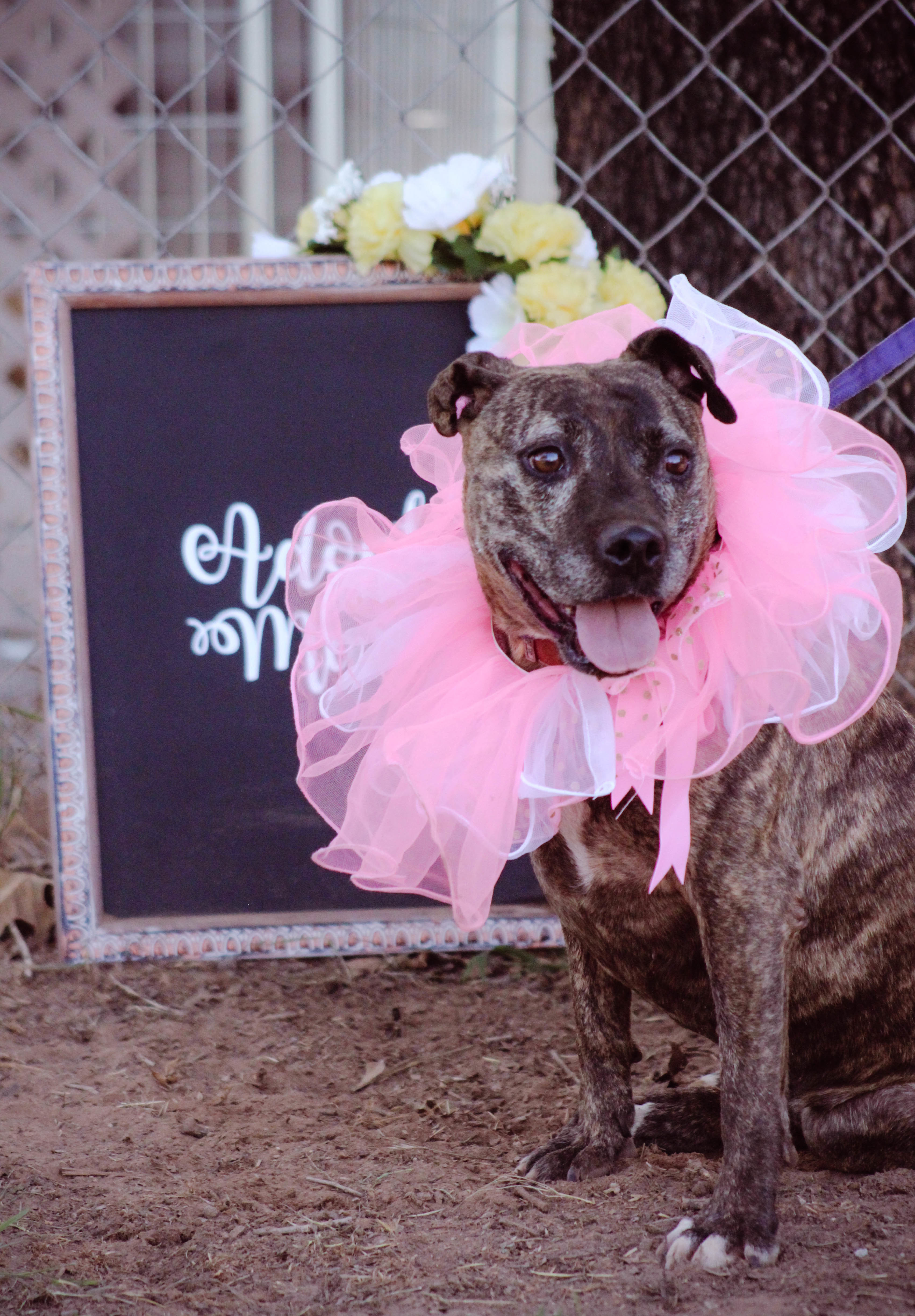 Freedom, an adoptable Pit Bull Terrier in Blanchard, OK, 73010 | Photo Image 1