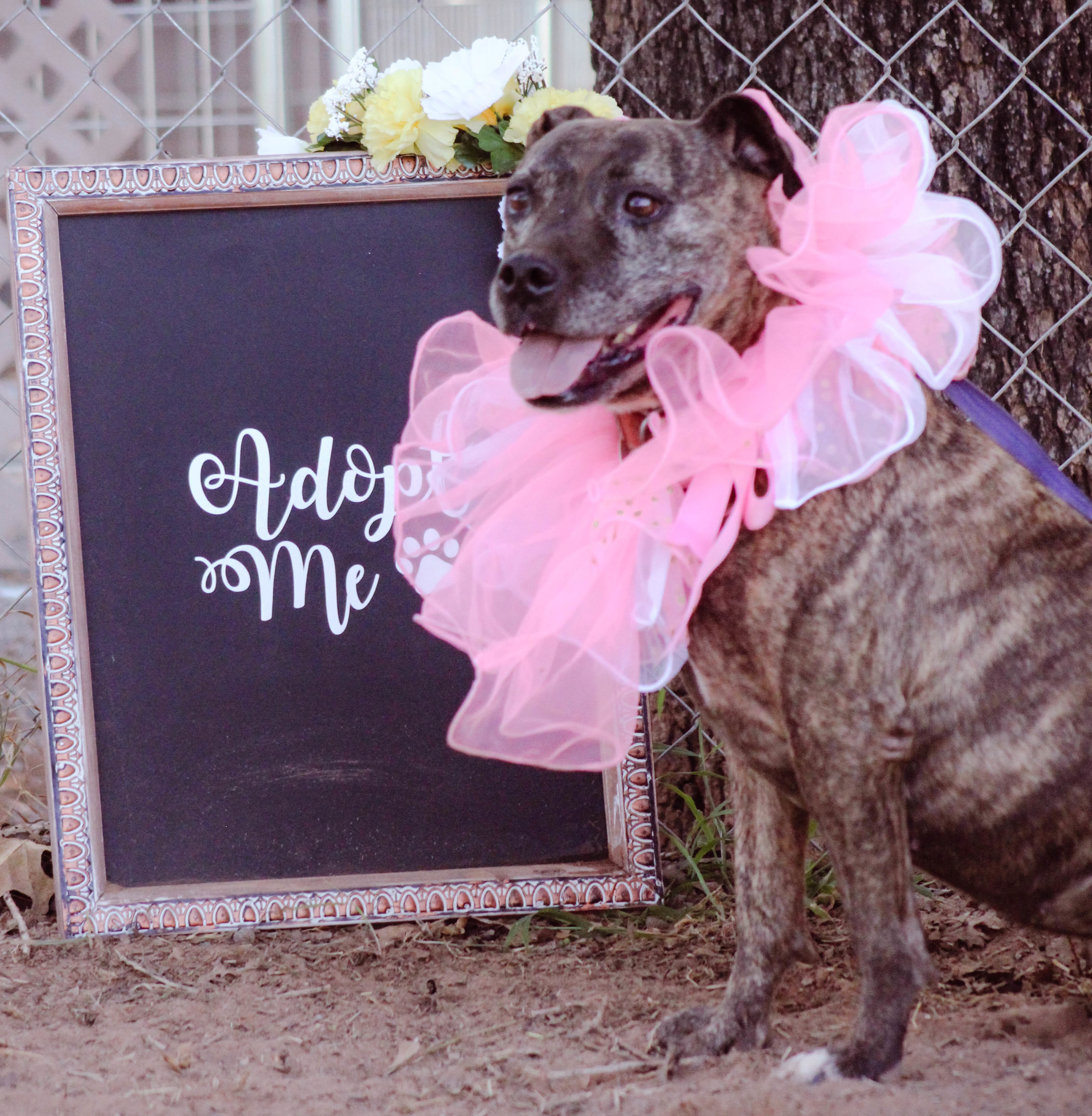 Freedom, an adoptable Pit Bull Terrier in Blanchard, OK, 73010 | Photo Image 2