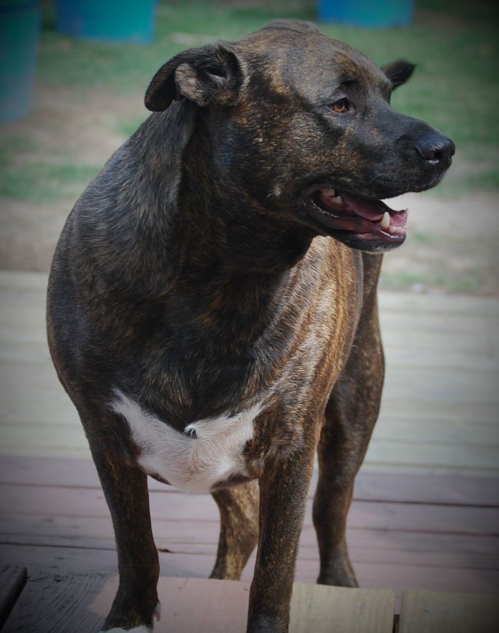 Dog For Adoption Theo A Boerboel Rottweiler Mix In Houston Tx Petfinder