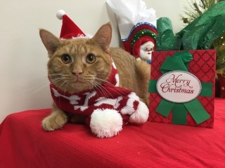 Voorhees, an adoptable Domestic Short Hair in Carthage, NC, 28327 | Photo Image 1