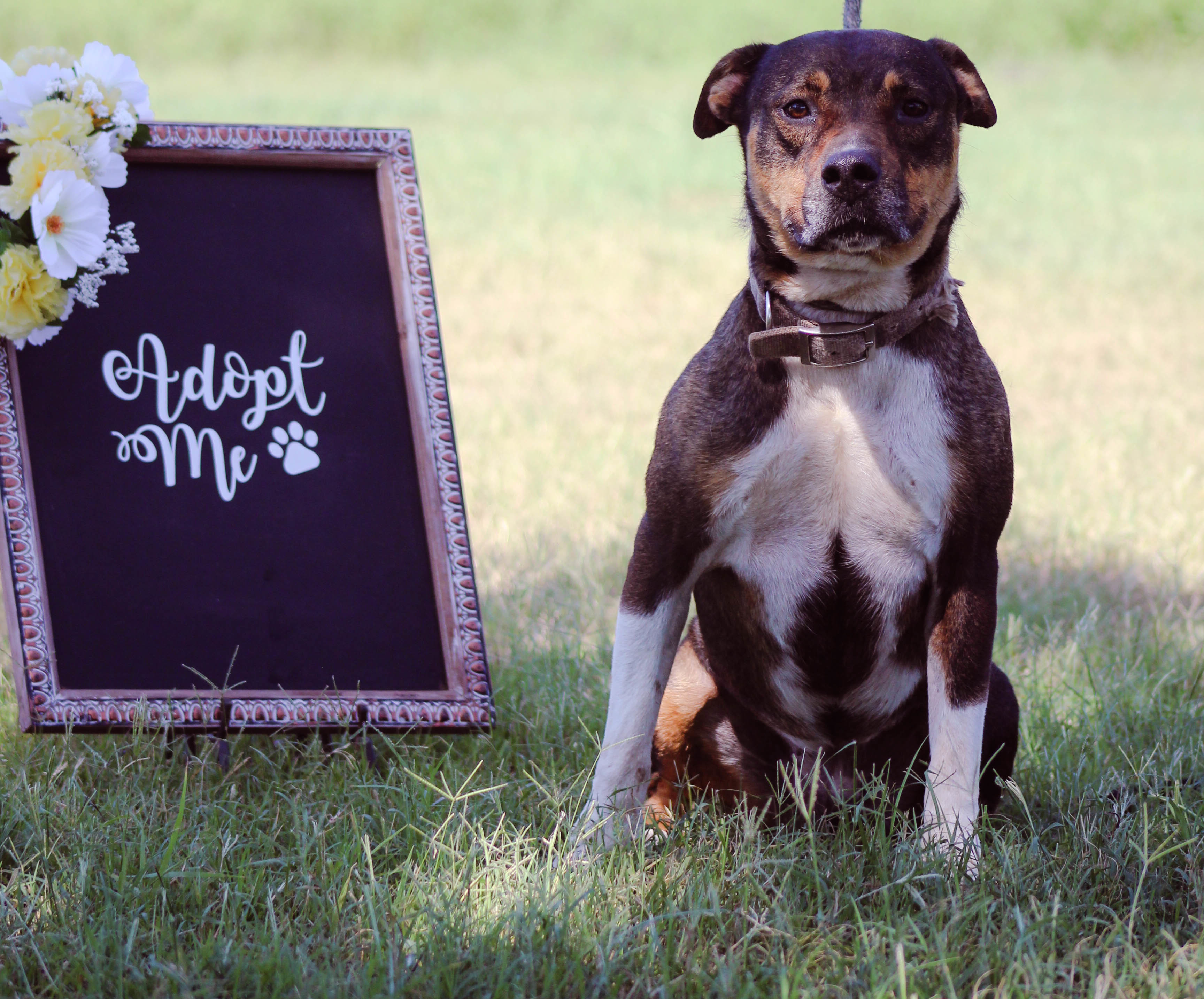 Scrappy, an adoptable Pit Bull Terrier in Blanchard, OK, 73010 | Photo Image 2