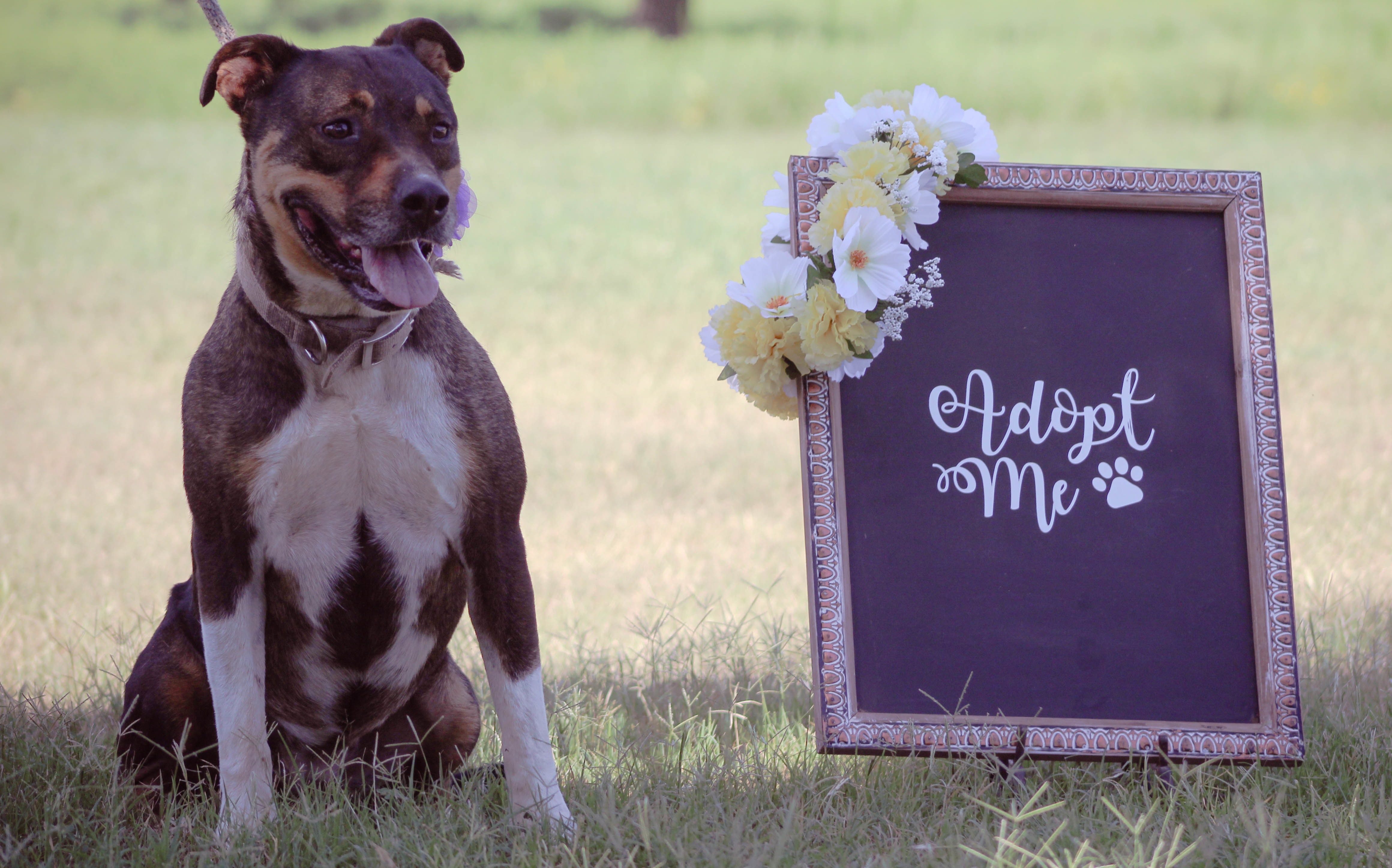 Scrappy, an adoptable Pit Bull Terrier in Blanchard, OK, 73010 | Photo Image 1