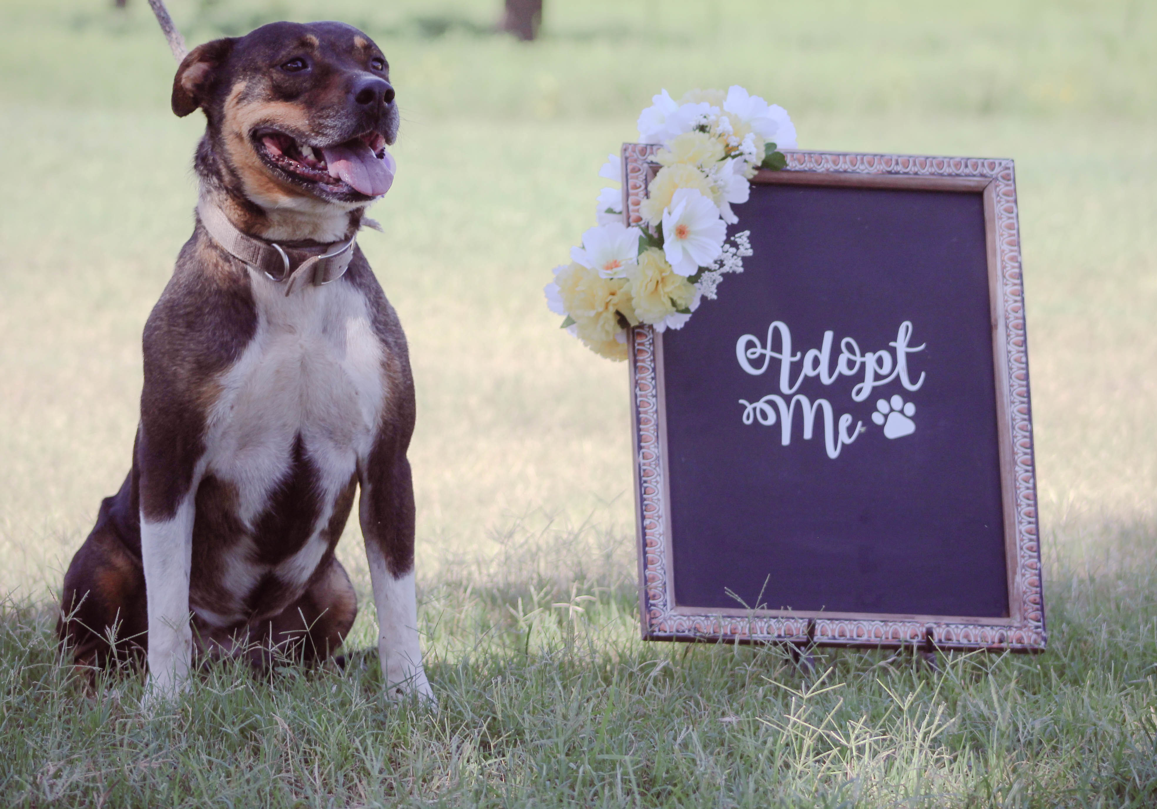 Scrappy, an adoptable Pit Bull Terrier in Blanchard, OK, 73010 | Photo Image 3