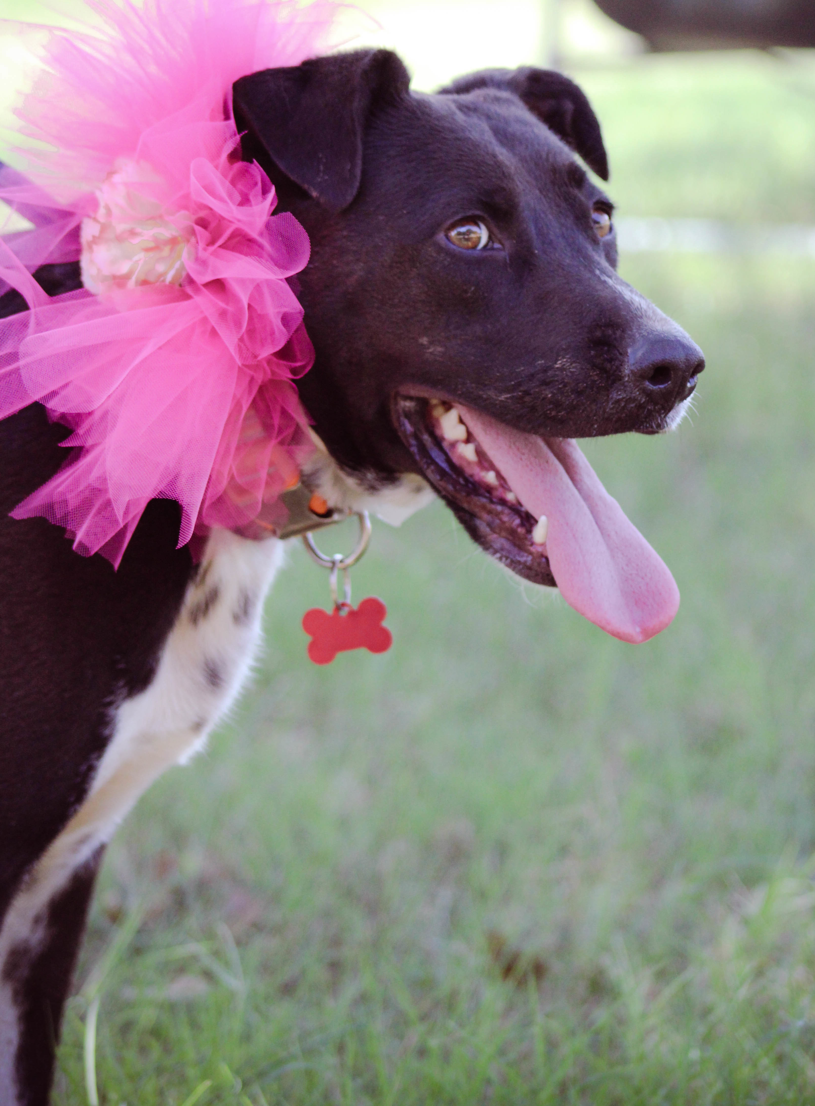 Darby, an adoptable Border Collie in Blanchard, OK, 73010 | Photo Image 1